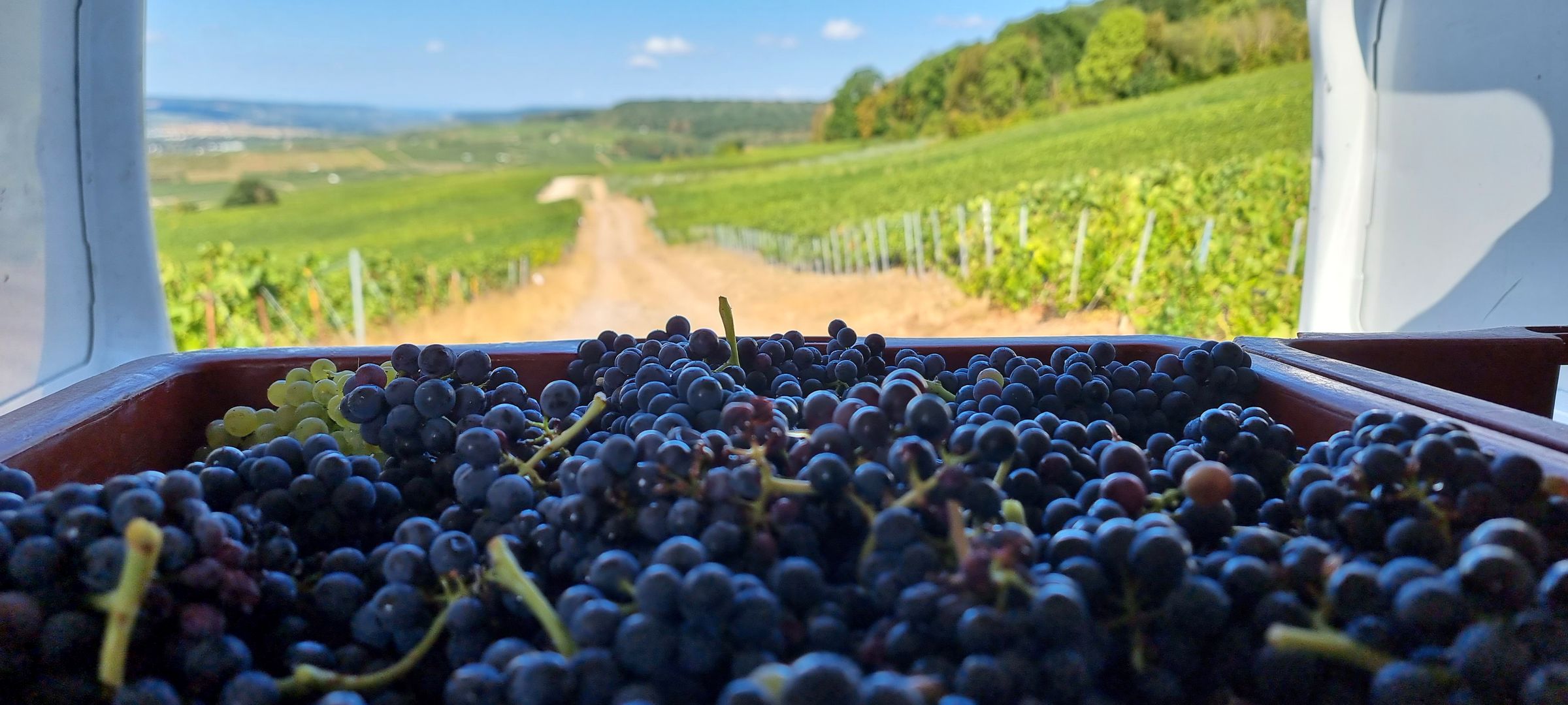 Vendanges dans la parcelle de Mutigny
